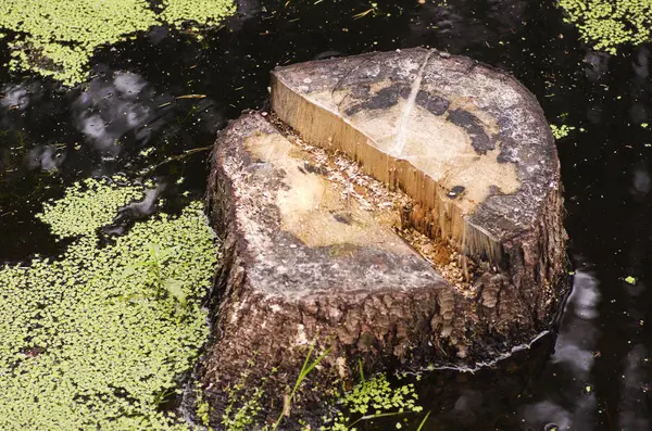 물 속의 나무 줄기 — 스톡 사진