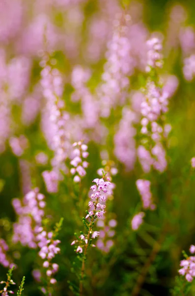 Purple blur Heather Calluna vulgaris Stock Picture