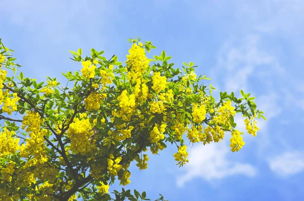 Gyllene kedja träd, laburnum mot blå himmel London England Europa — Stockfoto