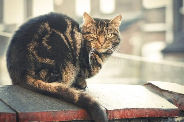 Pręgowany kot siedzi na mur, Manchester, Anglia. — Zdjęcie stockowe