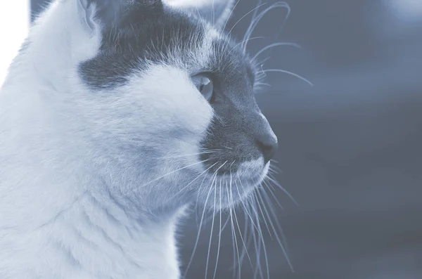 Czarno-biały kot obserwuje otoczenie — Zdjęcie stockowe