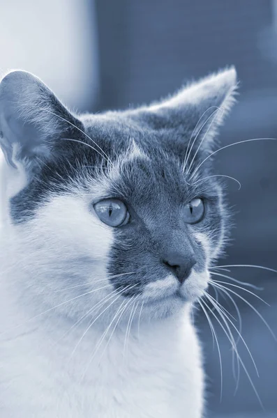 Gato blanco y negro está observando los alrededores — Foto de Stock