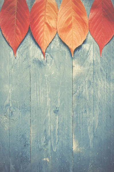Autumn listowie na niebiesko, grunge, podłoże drewniane — Zdjęcie stockowe