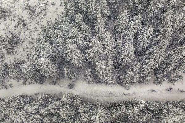 Snötäckt skog — Stockfoto