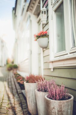 Yerde duran saksılar 