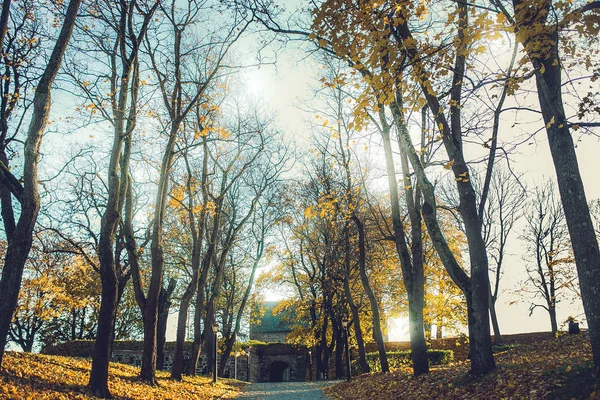 Düşen yapraklar ile park görünümünü — Stok fotoğraf