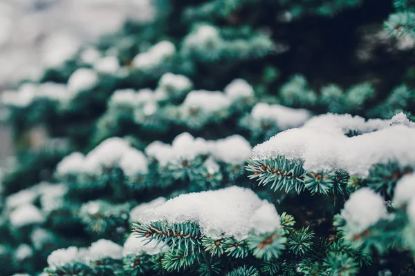 Gyönyörű hegyi fenyő a csillogó hó — Stock Fotó