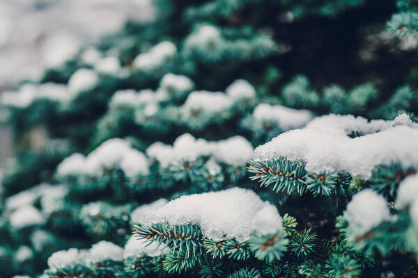 Beautiful mountain sparkling snow on fir tree