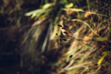 dağ tepeleri çiçekler