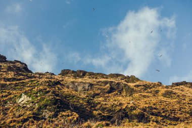 Dağ tepeleri ile bitkiler
