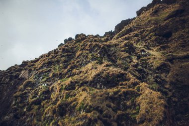 Dağ bitki ve frowers mounatins tepeler üzerinde