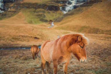 Atları bir çiftlikte olduğunu Soulth İzlanda  