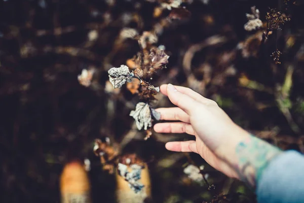 Hand touching flowers and plants — Stock Photo, Image