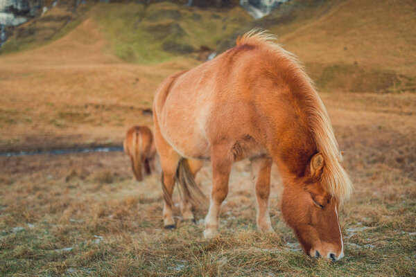 Лошади на ферме это Soulth Iceland
  