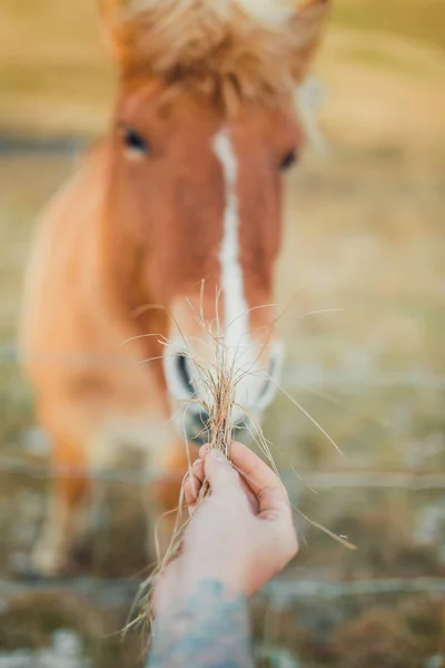 Chica mano alimentación caballo — Foto de Stock