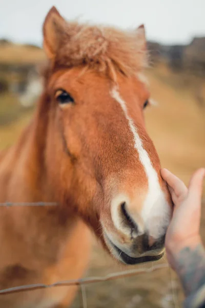 Menina mão brincando com cavalo — Fotografia de Stock