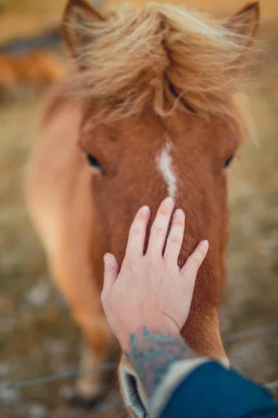 Fille main jouer avec cheval — Photo