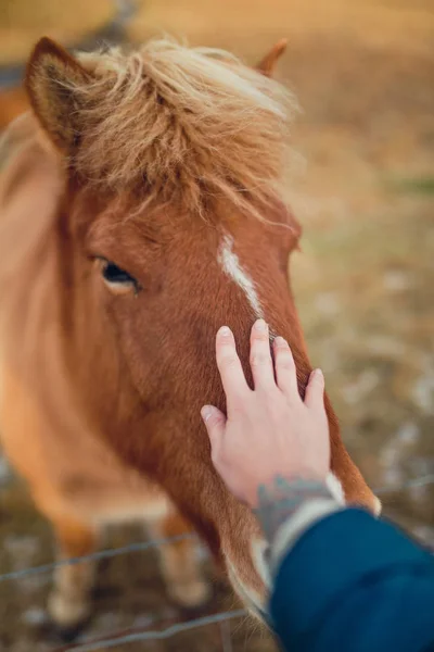 Girl hand playing with horse — Stock Photo, Image