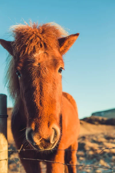 Portrait avant de cheval — Photo