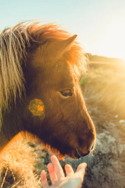 Fille jouer avec cheval — Photo