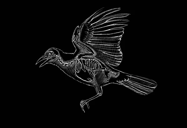 黒に白い鳥 — ストック写真
