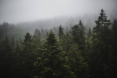 Dağ orman puslu havada