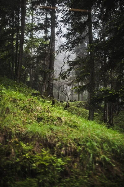 Bergwald bei nebligem Wetter — Stockfoto