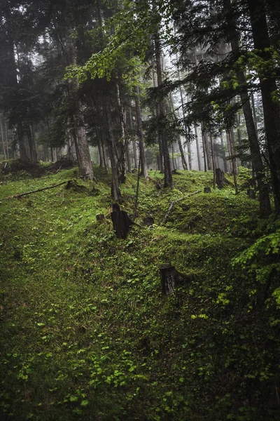 Mountain forest in misty weather — Stock Photo, Image