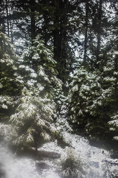 Bosque de montaña en tiempo brumoso — Foto de Stock