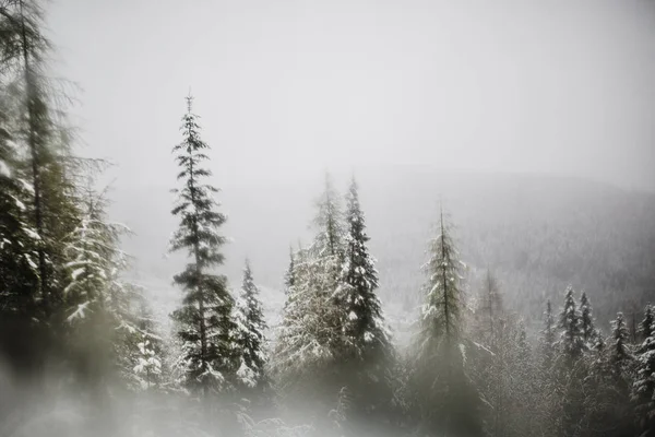 Floresta de montanha em tempo nebuloso — Fotografia de Stock
