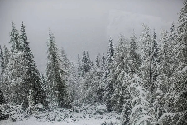 Floresta de montanha em tempo nebuloso — Fotografia de Stock