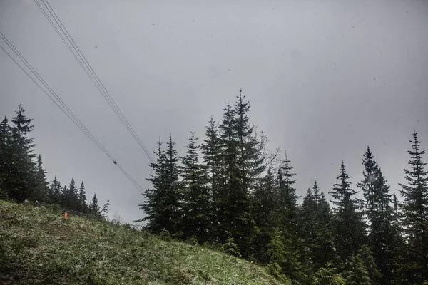 Floresta de montanha em tempo nebuloso — Fotografia de Stock