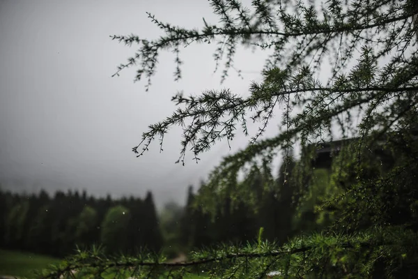 Bergwald bei nebligem Wetter — Stockfoto
