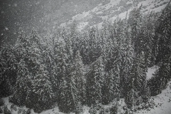 Floresta de montanha em tempo nebuloso — Fotografia de Stock