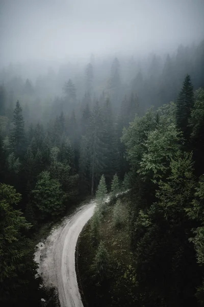 Floresta com caminho e estrada — Fotografia de Stock