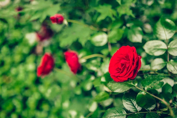 Hermosas rosas rojas —  Fotos de Stock