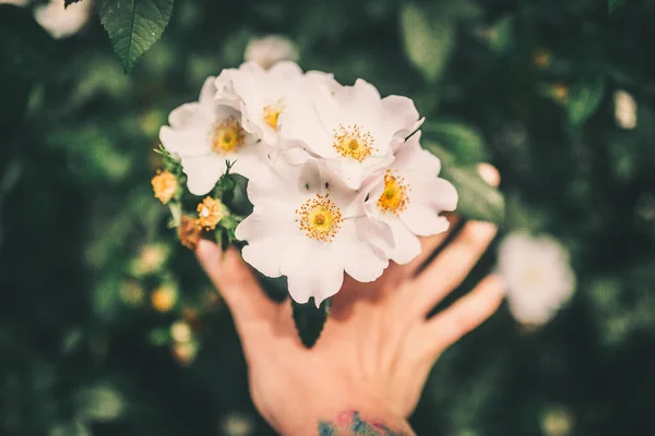 美丽的粉红色花朵 — 图库照片