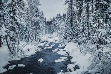 Nehir kış ormanında