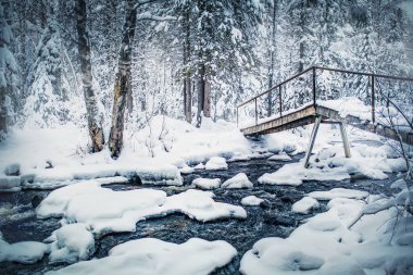 Nehir kış ormanında