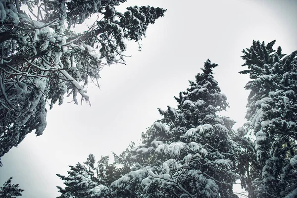 Thees coberto com neve — Fotografia de Stock