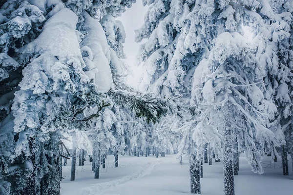 Ameaças cobertas de neve — Fotografia de Stock