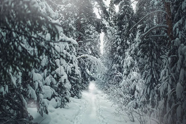 Caminho na floresta de inverno — Fotografia de Stock