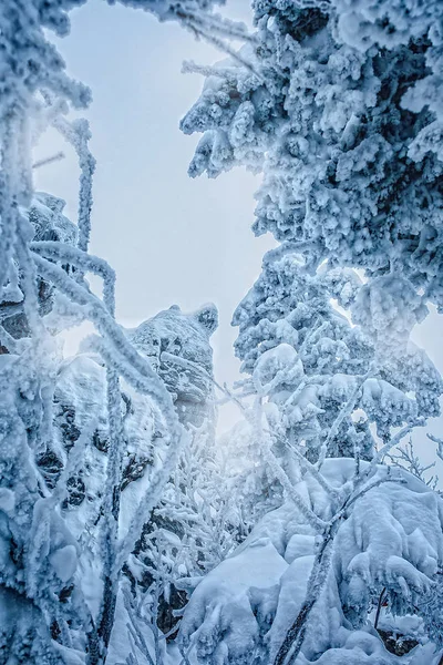 Hóval borított hármas — Stock Fotó