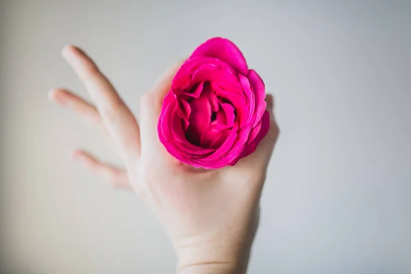 Rosa rosa en la mano —  Fotos de Stock
