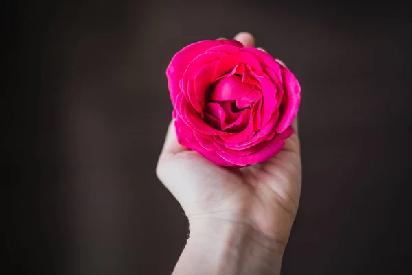 Rosa rosa en la mano —  Fotos de Stock
