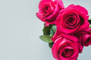 taze pembe güller