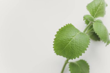 taze melissa yaprakları