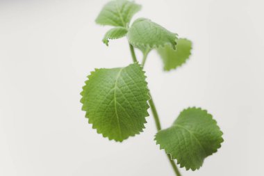 taze melissa yaprakları