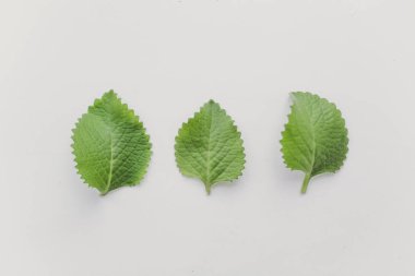 taze melissa yaprakları