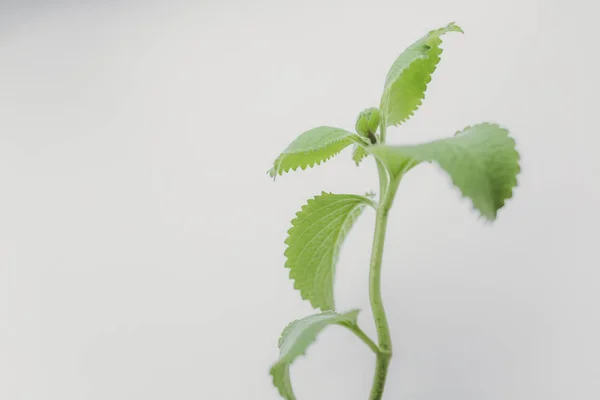 Fresh melissa leaves — Stock Photo, Image